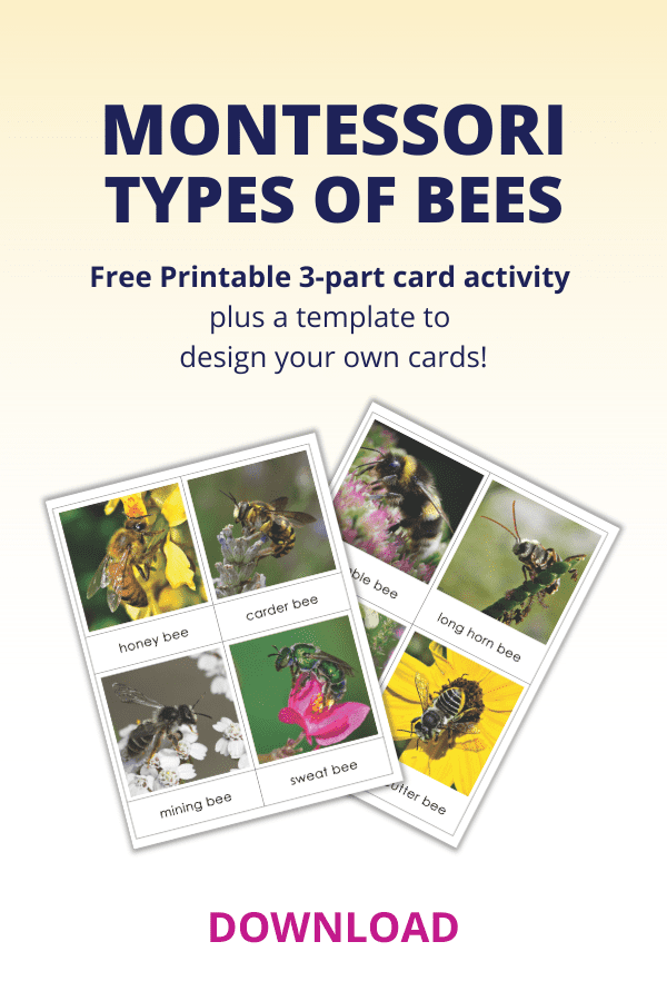 vocabulary words for preschoolers, types of bees, 3 part cards, montessori, language curriculum, activities, toddler