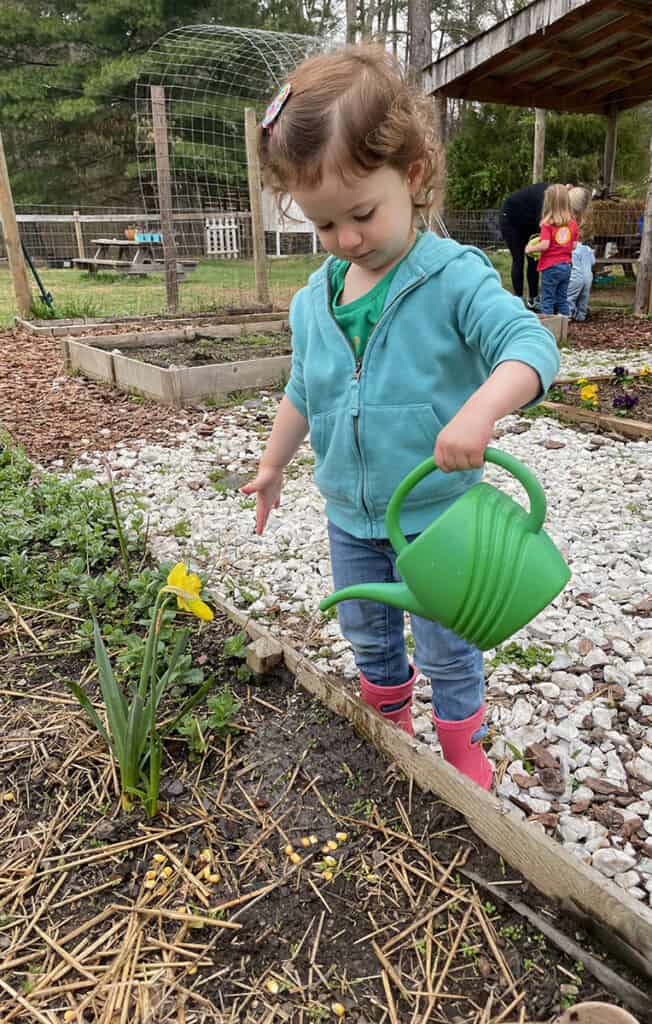 watering can, gardening, daffodils, Montessori