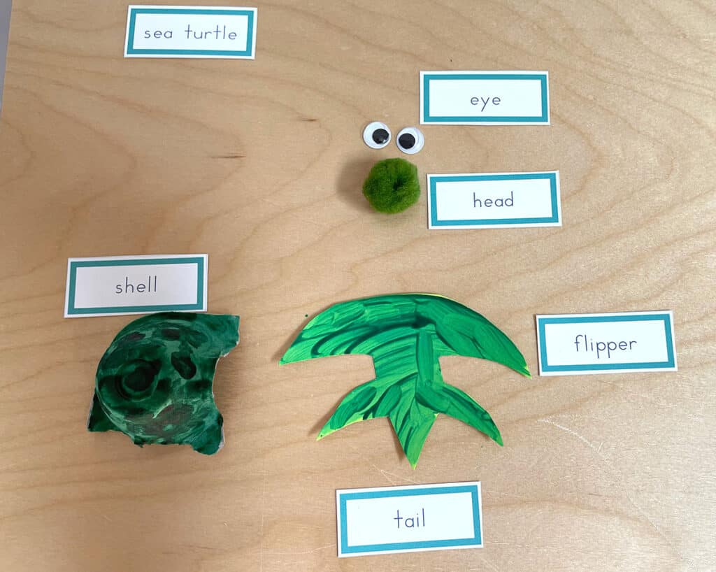 sea turtle activities, Montessori, parts of a sea turtle, pieces, labels, egg carton craft, language, science, homeschooling