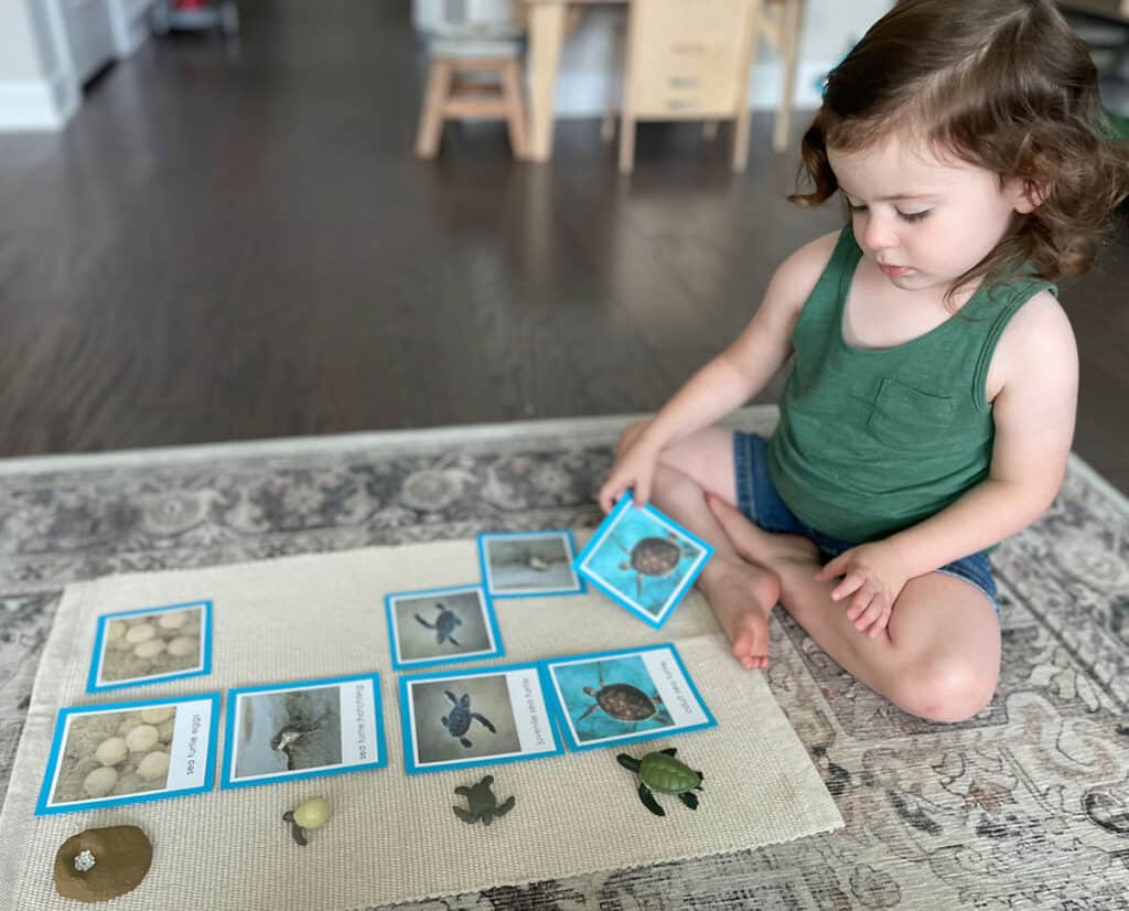 sea turtle activities, Montessori, three-part cards, printable, life cycle of a sea turtle, language, science, homeschooling