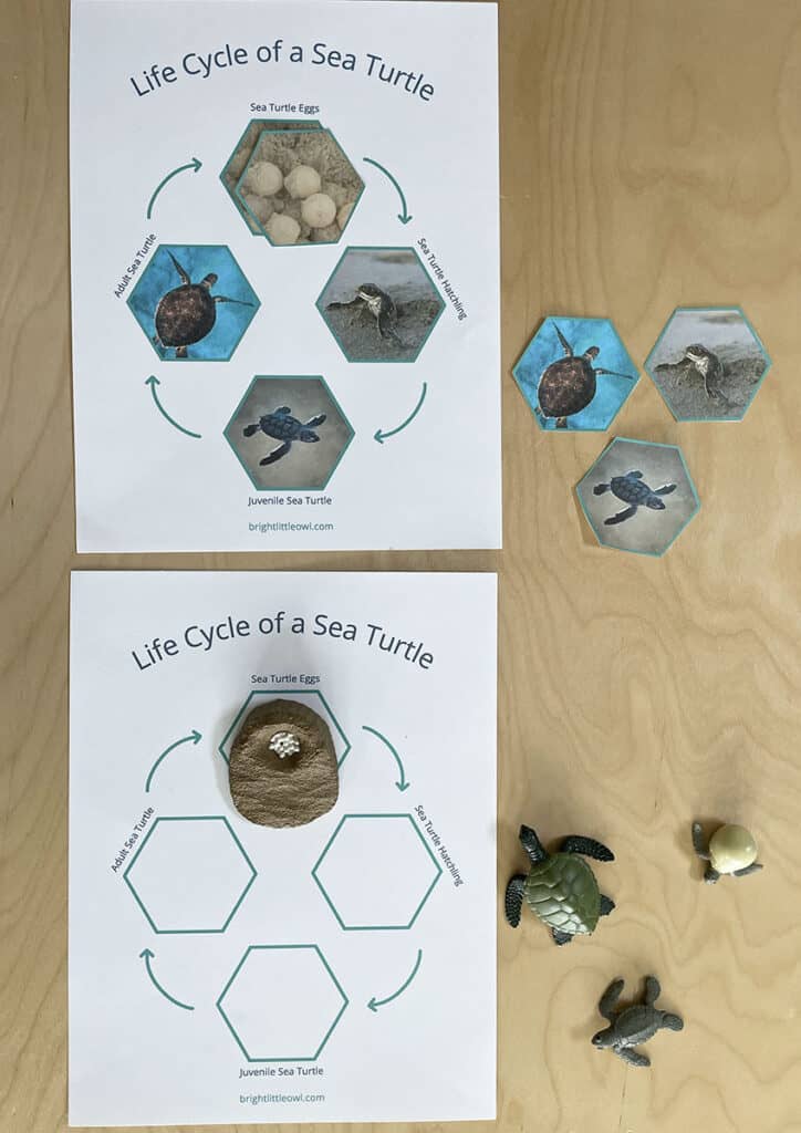 Sea Turtle Activities, Montessori, Life Cycle of a Sea Turtle Chart, oral language development, preschool activites
