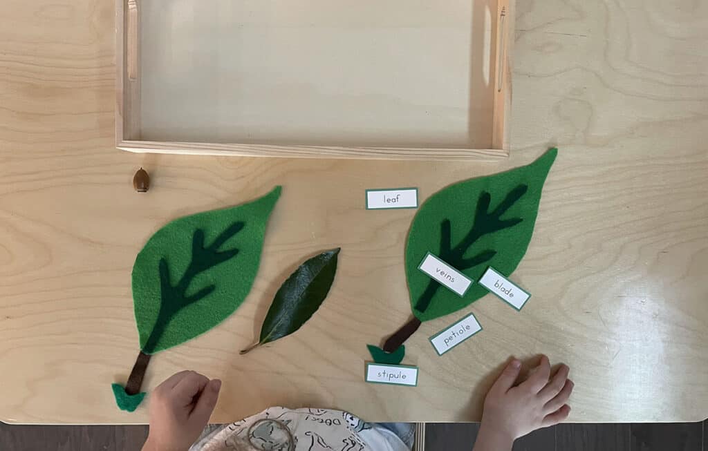 leaf activities, leaf puzzle, parts of a leaf, felt, fall, Montessori, homeschooling, science, preschoolers, activities, science