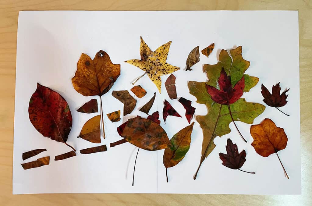 Leaf collage with glue