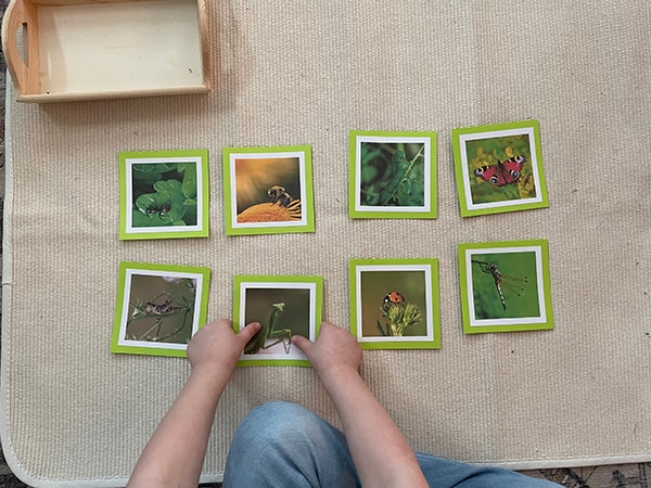 pre-reading, Montessori, language, classification, classified cards, insects