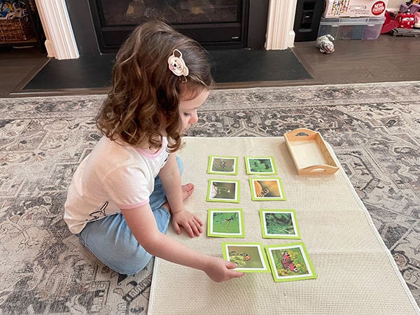 pre-reading, Montessori, language, classification, classified cards, insects