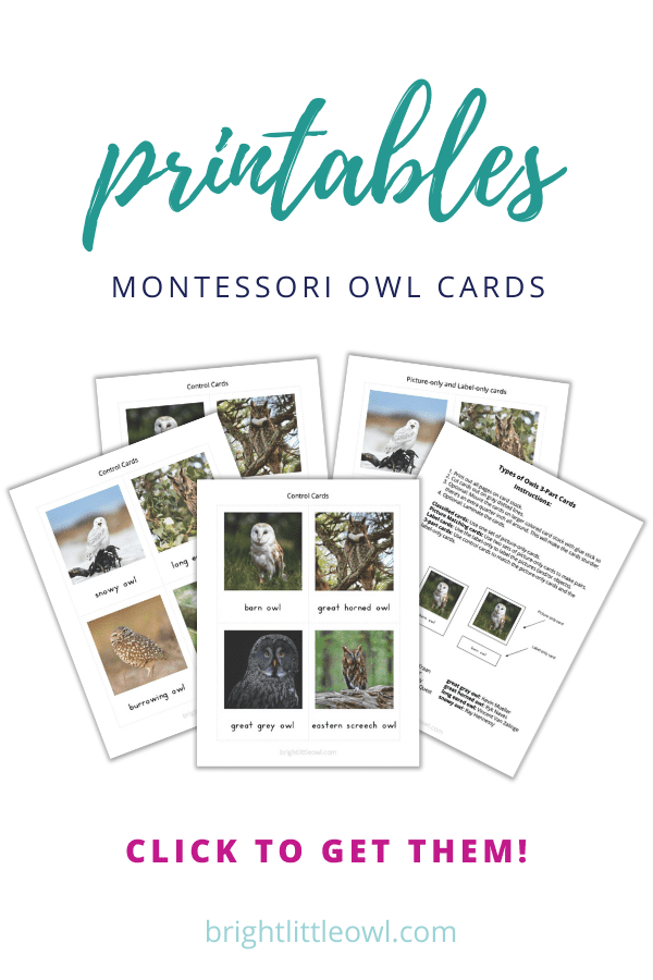 owl cards pin