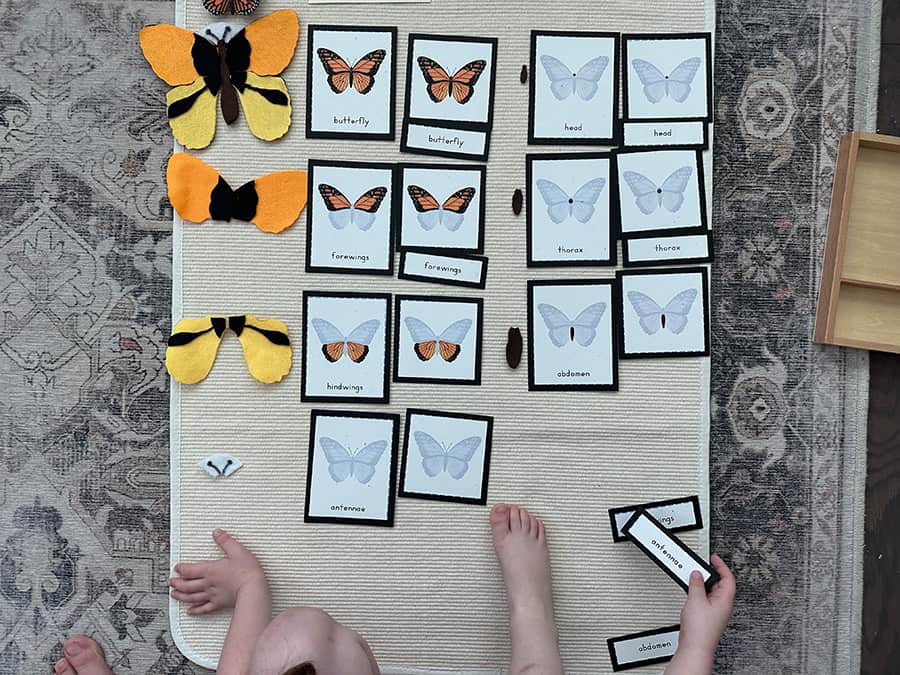 parts of a butterfly, montessori, three part cards