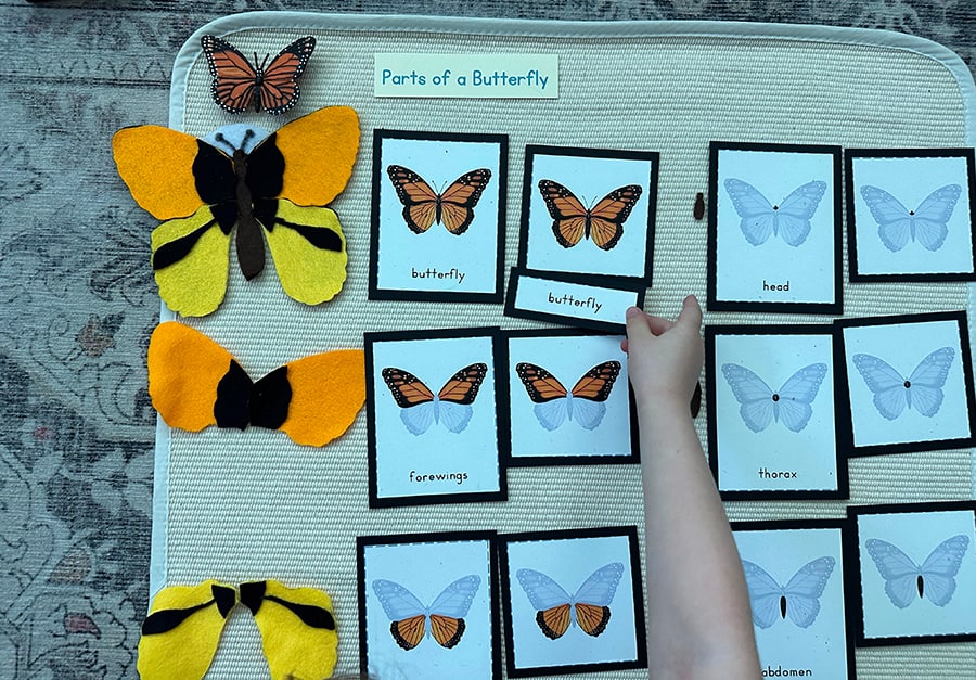 parts of a butterfly, montessori, three part cards