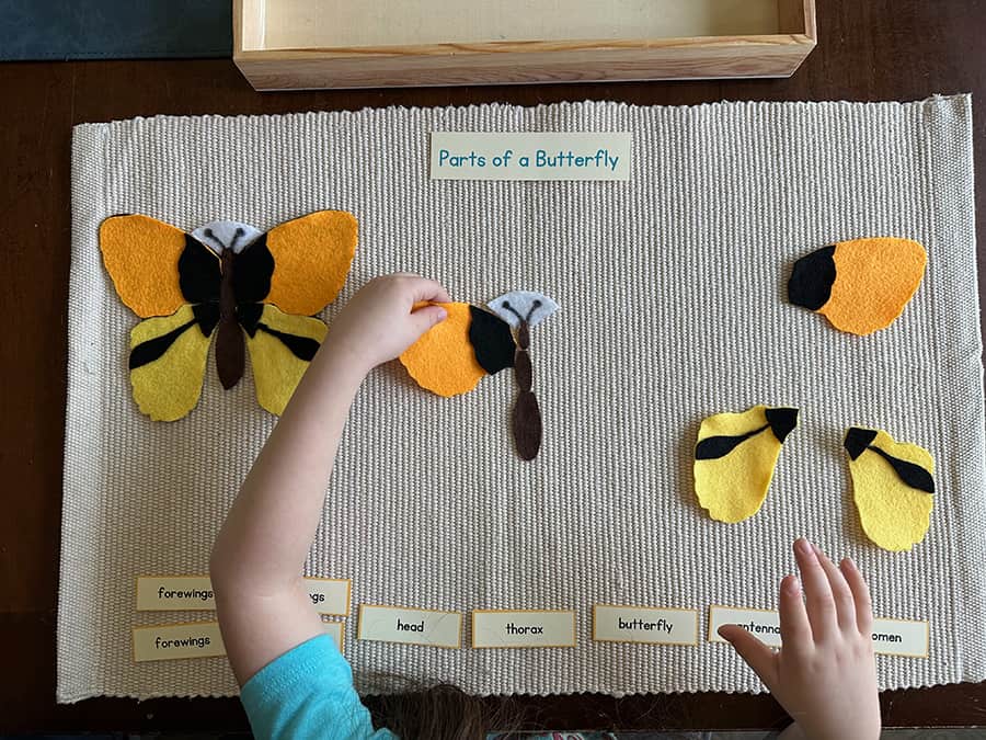 parts of a butterfly, Montessori, DIY puzzle