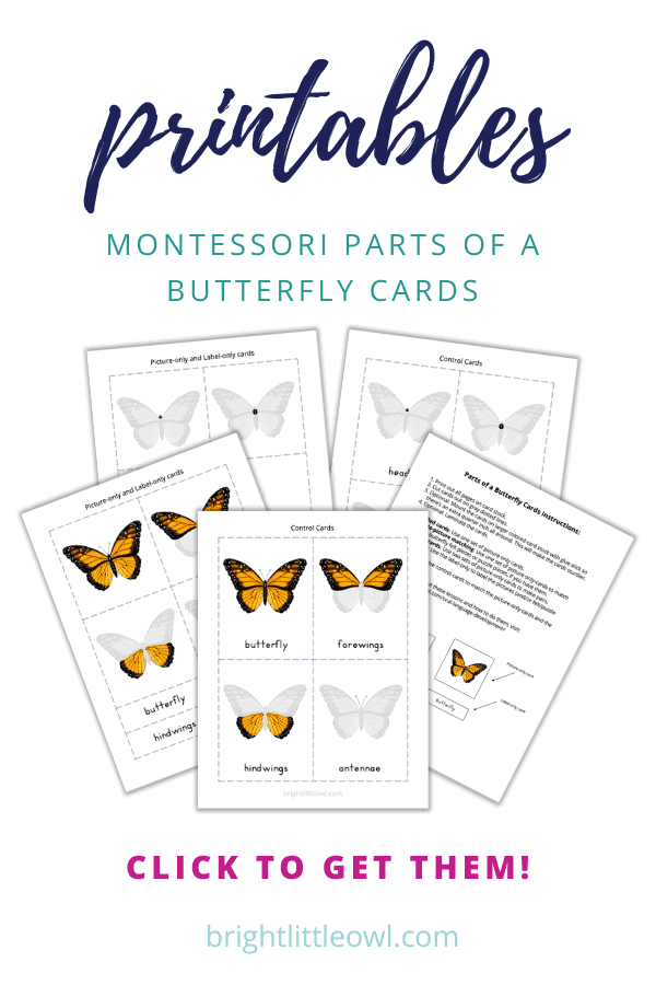parts of a butterfly printable