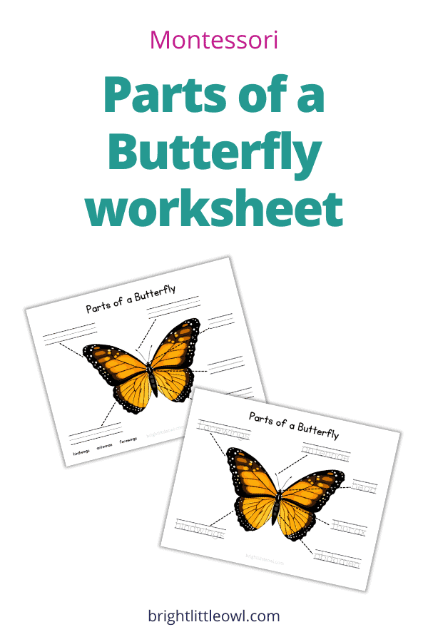 parts of a butterfly printable worksheet
